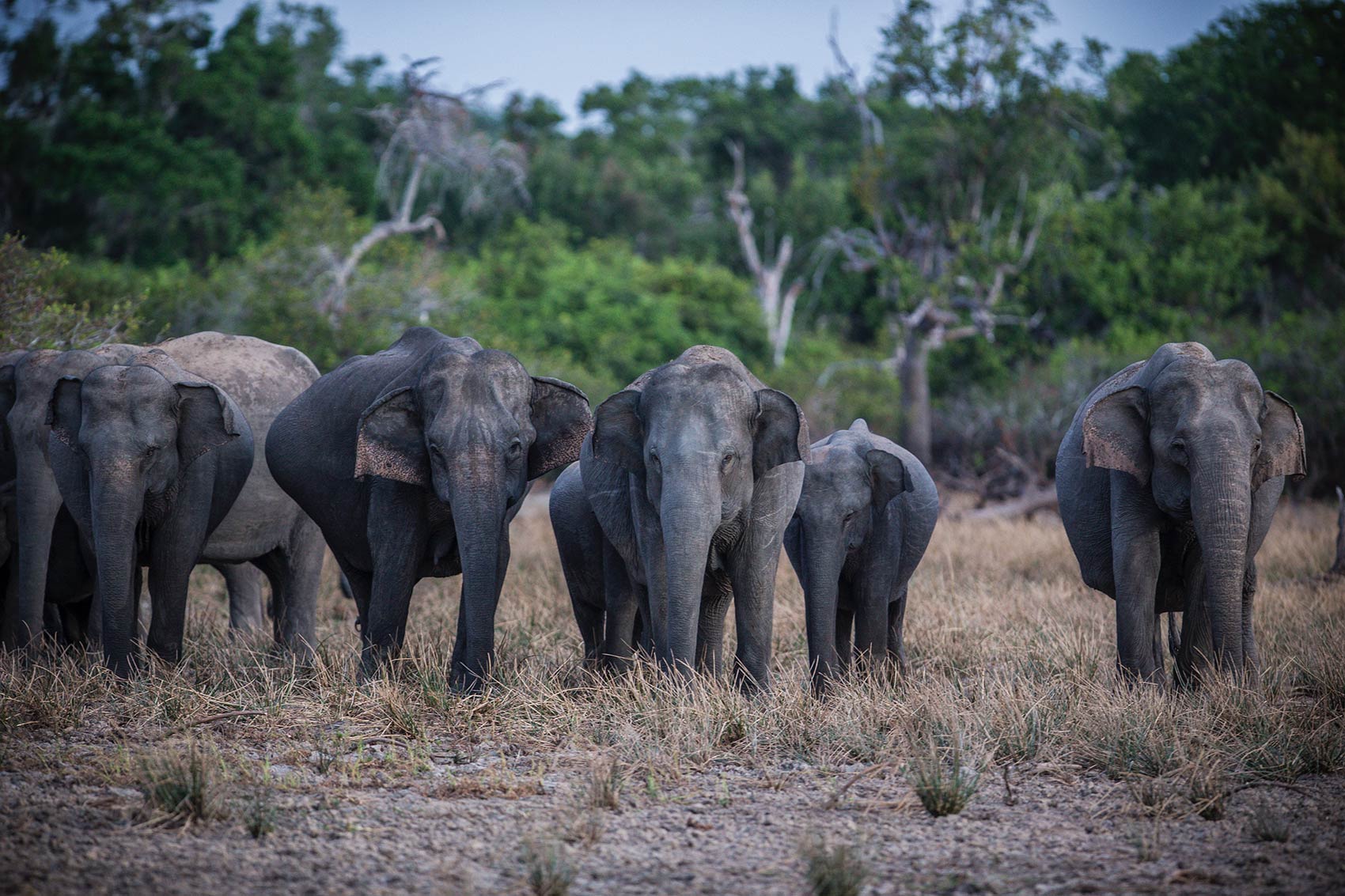 2. Safari Expedition